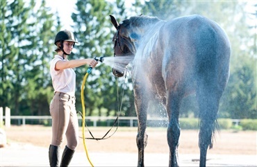 Hvilke af disse 9 ting elsker din hest at hade? 