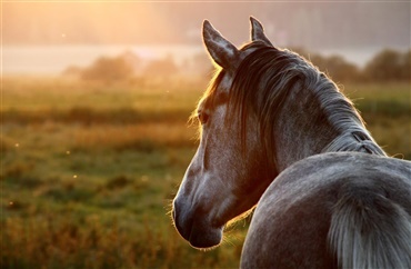 Det kan coronavirus betyde for dig og din hest