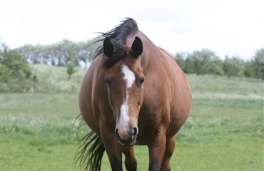 Dexamethason til avlshopper