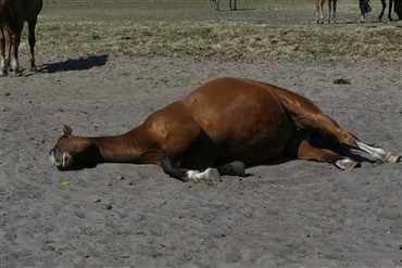 D&oslash;d hest med hul i hovedet