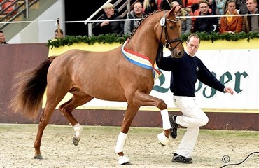 Sp&aelig;ndende hingsteemner til Mors 
