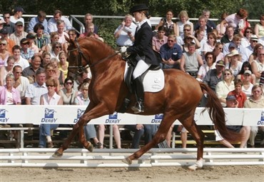 Tysk Trakehnerchampionat