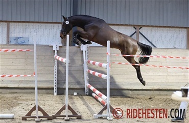 Syv springhingste gennem n&aring;le&oslash;jet til Herning