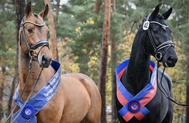 Vechtas fl&oslash;jhingste