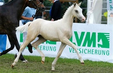 Resultat af det tyske f&oslash;lchampionat