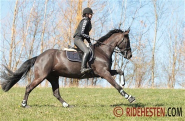 F&aring; pulsen op med din hest