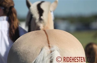 Gul, med STRITMAN og &aring;l