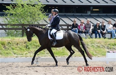 Tre 4-&aring;rs dressurheste videre fra Holte