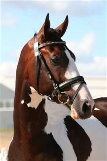 Broget hingst til k&aring;ring i Herning