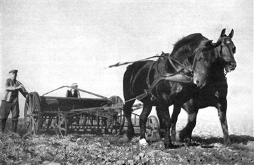 En lille historie om hesten i Danmark
