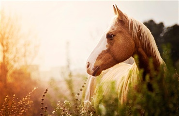 Tre vigtige faktorer om solskoldning 
