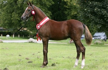 Sportsponyf&oslash;l med de bedste blodlinier