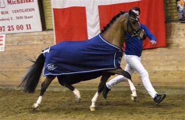 Dansk Sport Ponyavls hingstek&aring;ring 2020 