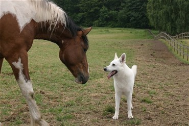 EU-projekt med heste og hunde