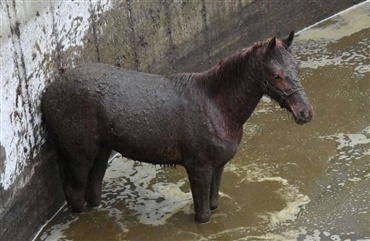 Hest faldt fire meter ned i gylletank