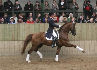 Hingsteshow Sj&aelig;lland afholdes sk&aelig;rtorsdag