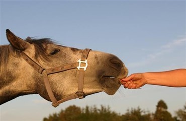 Hest bed fingeren af pianist