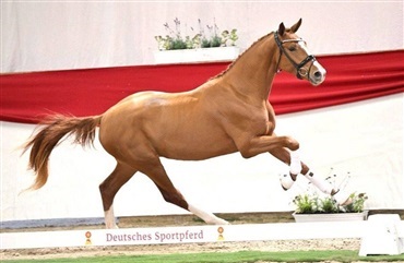 20 pr&aelig;miehingste i München