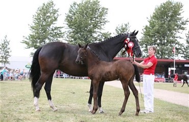 Succes for Landsskuet 