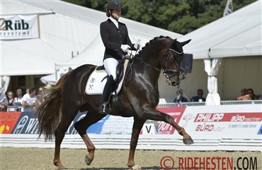 Klosterhof Medingen tester hingst positiv for WFFS