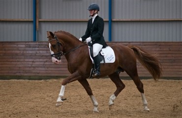 Dressurchampionat for frederiksborgere