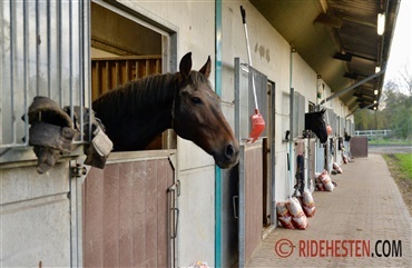 F&aring; st&oslash;tte til at forbedre jeres rideklub