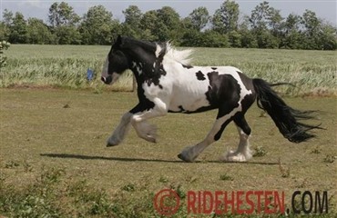 Overgang fra trav til galop