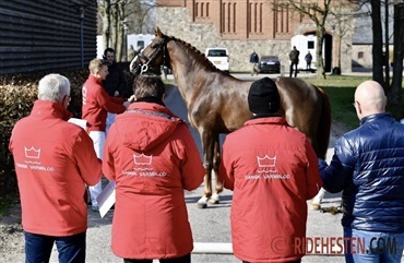 Fem hingste godkendt ved efterk&aring;ring