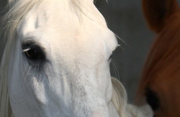 Andrew McLean kommer til Danmark