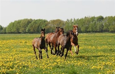 Husk hestens vilde natur