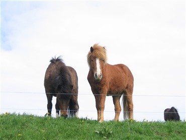 Kal&oslash; &Oslash;kologiske Landbrugsskole inviterer