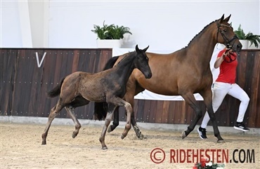 Black beauties brillerer p&aring; Elitef&oslash;lauktion