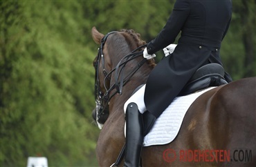 Mange heste har rygproblemer