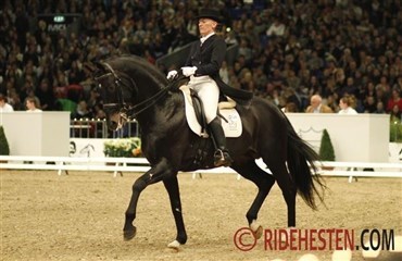 Sunny-Boy er blevet elitehingst