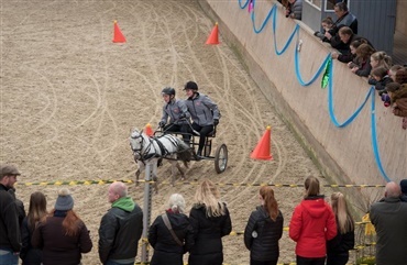 Skal du med til Pony Hingsteshow?
