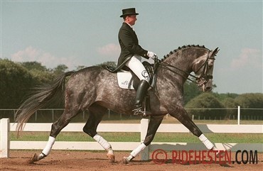 Trakehnerhingsten Silver Moon er d&oslash;d