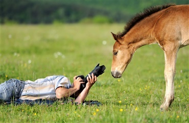 Tag bedre billeder af din hest