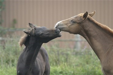 Rideklub st&oslash;ttes i krav om st&oslash;rre tilskud 