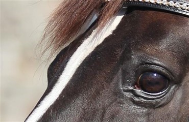 Danske hingste med i den tyske top