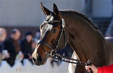 Westfalsk springhingst til Stald Cajus