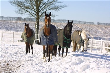 Ogs&aring; Sverige overvejer nu dyrev&aelig;rnspoliti