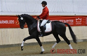 Alle femten hingste godkendt