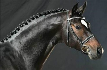 Woodlander Farouches helbror i avlen