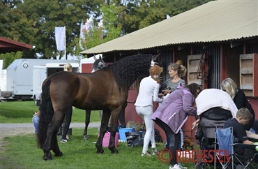 Store Hestedag afholder DM i grooming