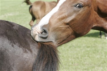 Blodige hingstekampe stoppes ikke af politiet
