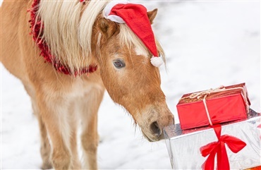 Giver du din hest julegave?