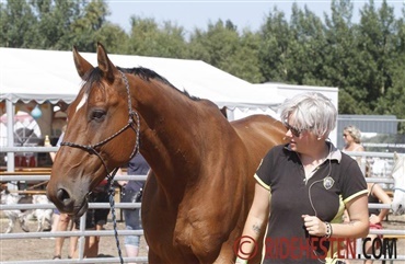 Camilla Stormont l&oslash;ser problemer mellem hest og rytter (video) 