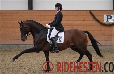 DRF-championater - dressur