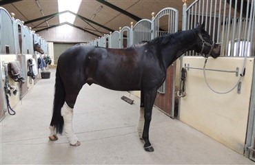 Efter ulykke: Hest i bedring