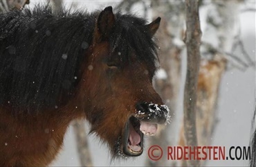 Det nye Ridehesten JUNIOR